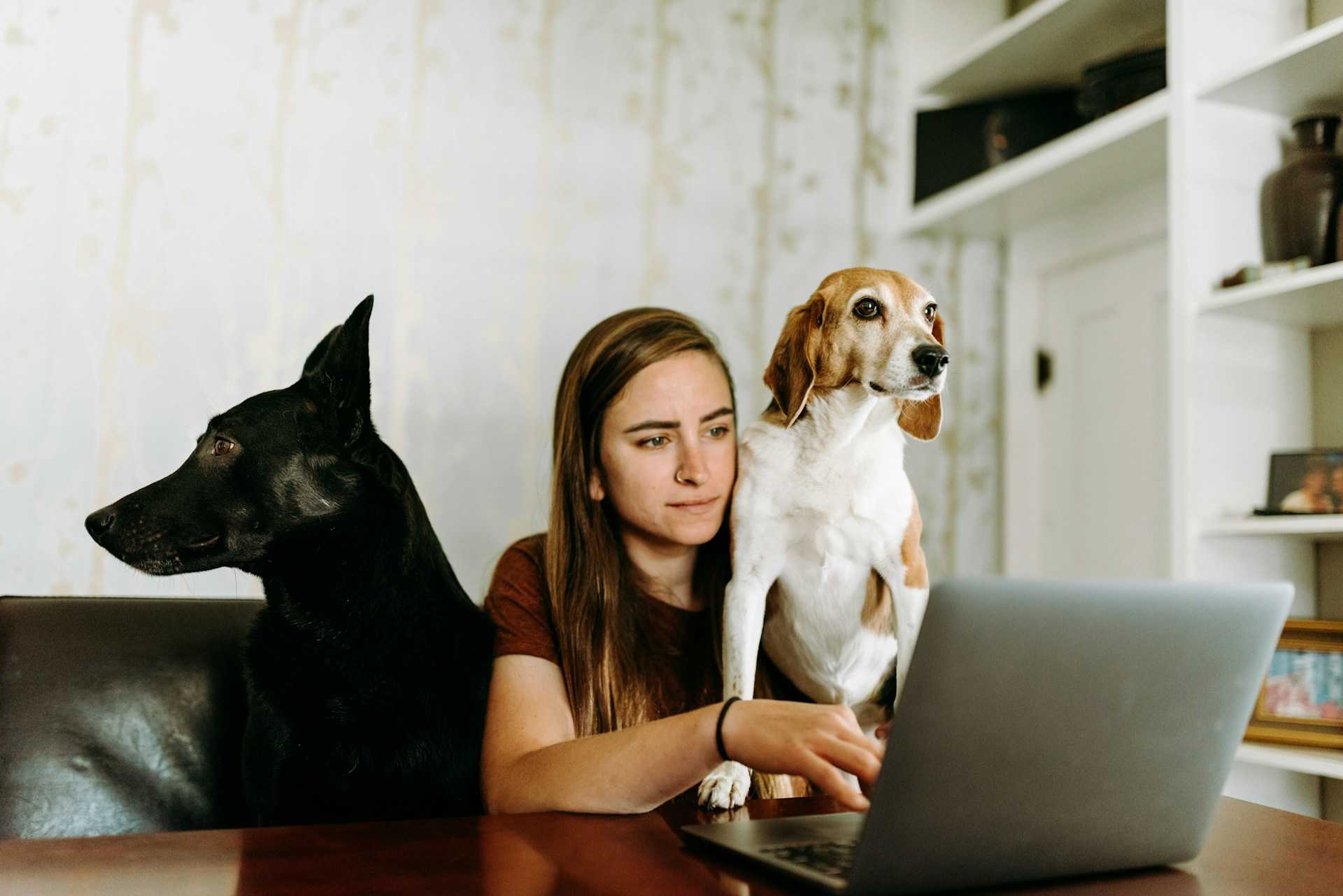 dogs at home